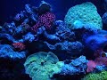 Rickys Reef Feeding Giant Green Hairy Mushroom