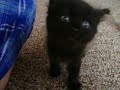 kitten meow