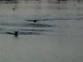 dog-ducks-rc-boat