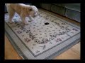Funny Dog Chasing Laser