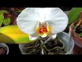 Click here to watch this video Bobby Wyatt {Eternal Destiny} world with out End.