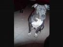 2 month old blue nose