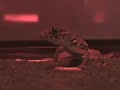 sabre-and-raptor-eating.html