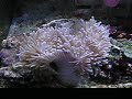 Anemona Aquaria