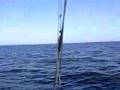 Sailing Neuse River