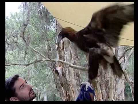 a gold coast film australia