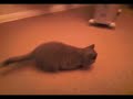 Wallace the blue British Shorthair Kitten Wallace the blue British Shorthair Kitten
