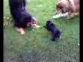 videos de Dogbook Movie: Ernie and Brutus