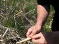 How to Harvest Cattail Shoots