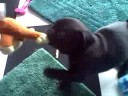 Tinky growling