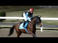 【４Ｋ現地撮影】２０１９年１１月１９日川崎競馬７Ｒヤングジョッキーズシリーズトライアル川崎第１戦ヨイチビーム＆藤田菜七子騎手１１着