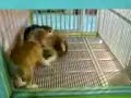 pertempuran beagle coklat dan beagle item pt.2