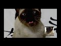http://www.youtube.com/watch?v=vEg4SEch27w&feature=youtu.be chiudete l'internet, questo ha vinto: Game of Thrones opening sung by a cat