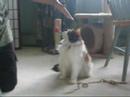 LOOK AT THE CUTE LIL KITTY