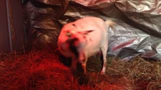 Nigerian Dwarf birth information and videos