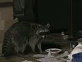 Raccoon sneaks into house, eats dog\