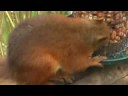 Squirrel seen from the decking, Squirrel seen from the decking,
