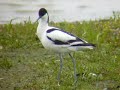 Kluut, Oostvaardersplassen