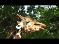 Giraffe licking its lips Giraffe licking its lips