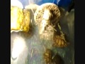 Click here to watch this video TORTUGA OREJAS ROJAS / TURTLE RED EARS
