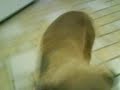 eh aqui mi perrito ense�ando su buena educacion
