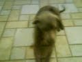 eh aqui mi perrito ense�ando su buena educacion