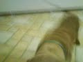 eh aqui mi perrito ense�ando su buena educacion