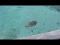 Titan Triggerfish in Moorea