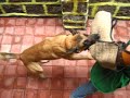 Protection Dog Training (Training a Decoy)