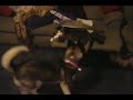 Funny dog owns cat