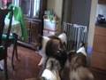 What shelties do when you leave