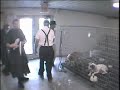 Dog Auctions Exposed
