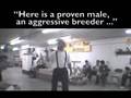 Dog Auctions Exposed