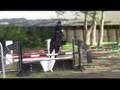 Schritt, Trab, Galopp und Springen geritten