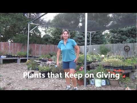 how to plant hens and chicks