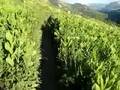 Trail 401