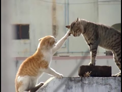 Real Cat Fight ( Watch With Sound)