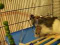 The Adventures Of Naboo and Bollo #1 - Fancy Rats