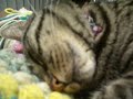 My cat (Cady) snoring so loud!