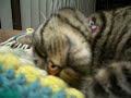 かわいい猫動画