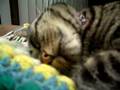 My cat (Cady) snoring so loud!