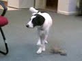 All dog play pt3