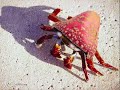 OMG! REAL POKEMON!!
