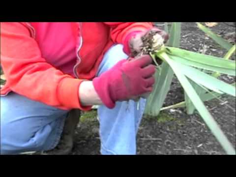 how to transplant irises in the fall