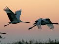A True Story -The story of Red-crowned Crane  (丹顶鹤的故事)