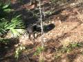videos de 12-27-08hunt3