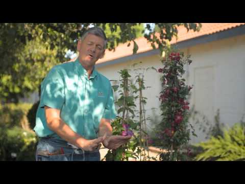 how to transplant sweet autumn clematis