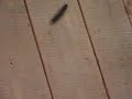 Big bug in Costa Rica