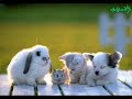 A cute animals video A cute animals video