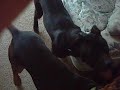 when mating goes wrong........ when mating goes wrong........